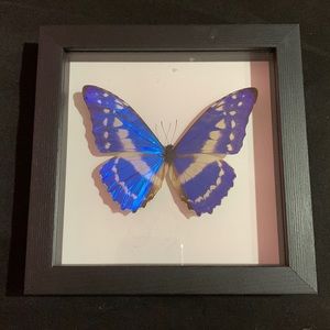 Blue butterfly taxidermy